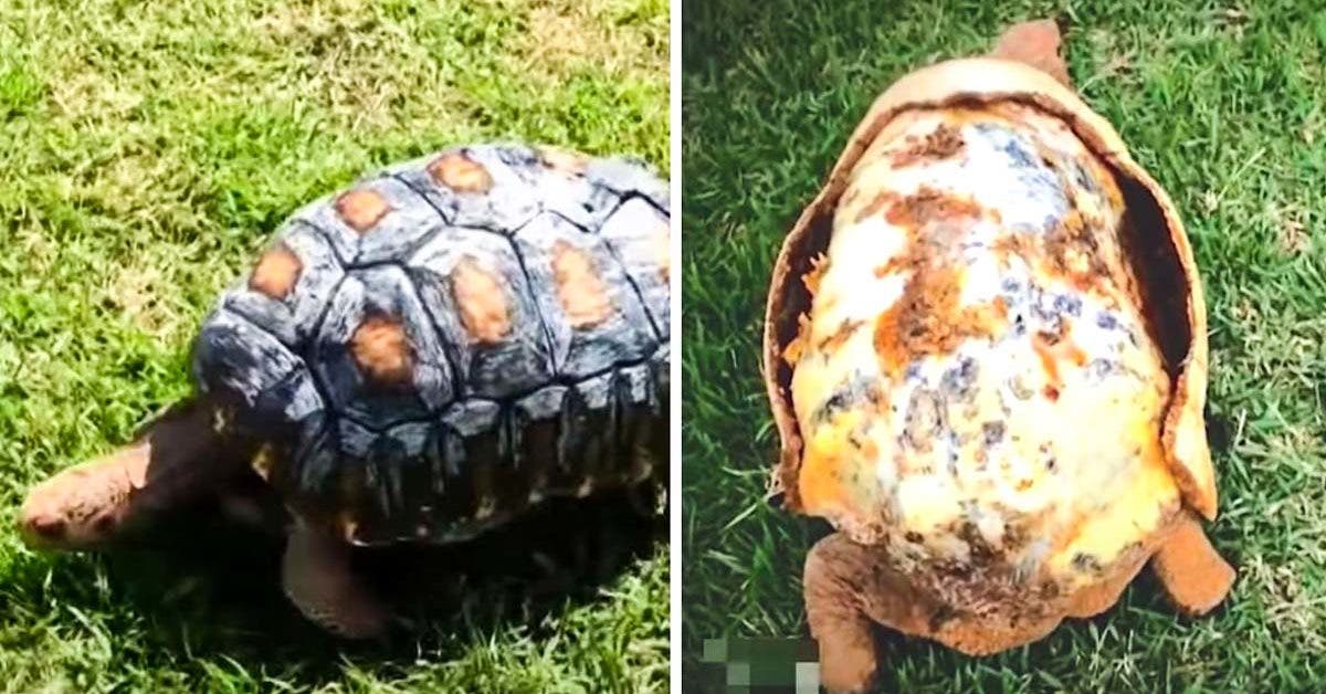 Freddy la Tortue : Comment une carapace 3D a sauvé sa vie après un incendie