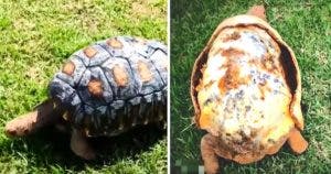 Freddy la Tortue : Comment une carapace 3D a sauvé sa vie après un incendie