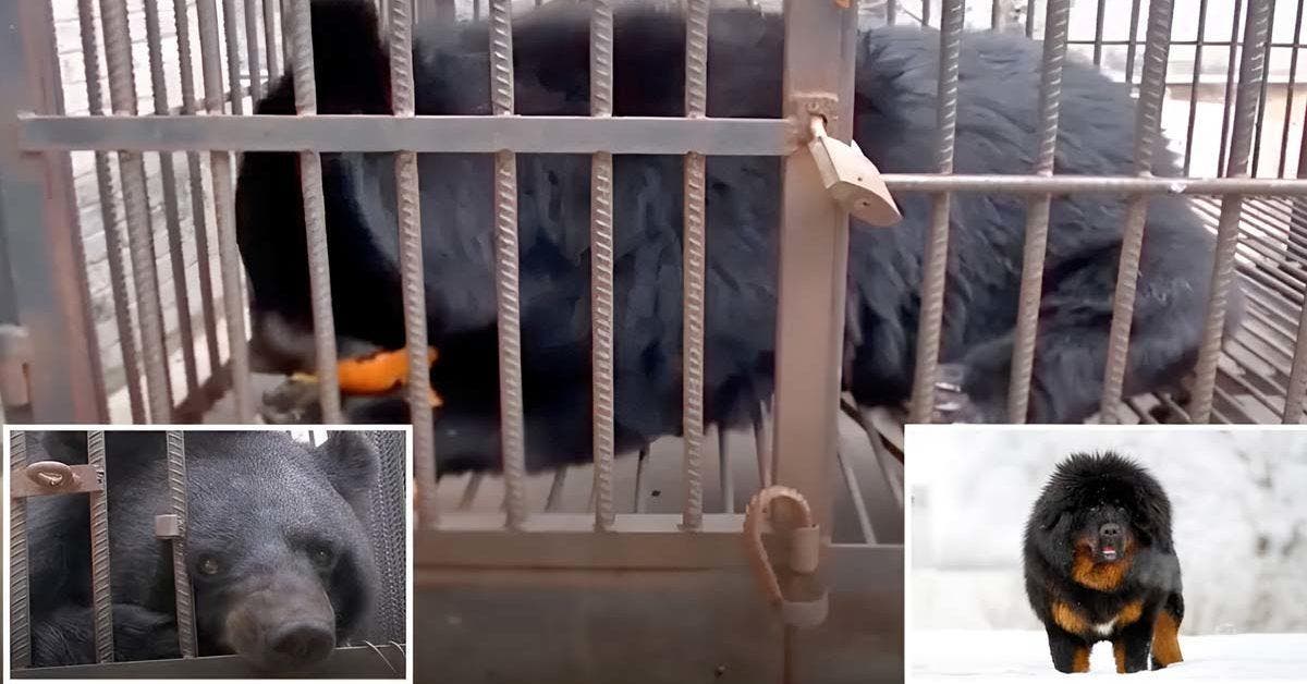 Incroyable découverte : Femme chinoise achète un 'chiot' qui se révèle être un ours noir d'asie