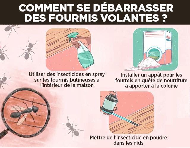 Comment se débarrasser des fourmis volantes ? 