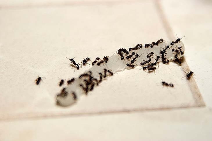 Avoir des fourmis à la maison – source : spm
