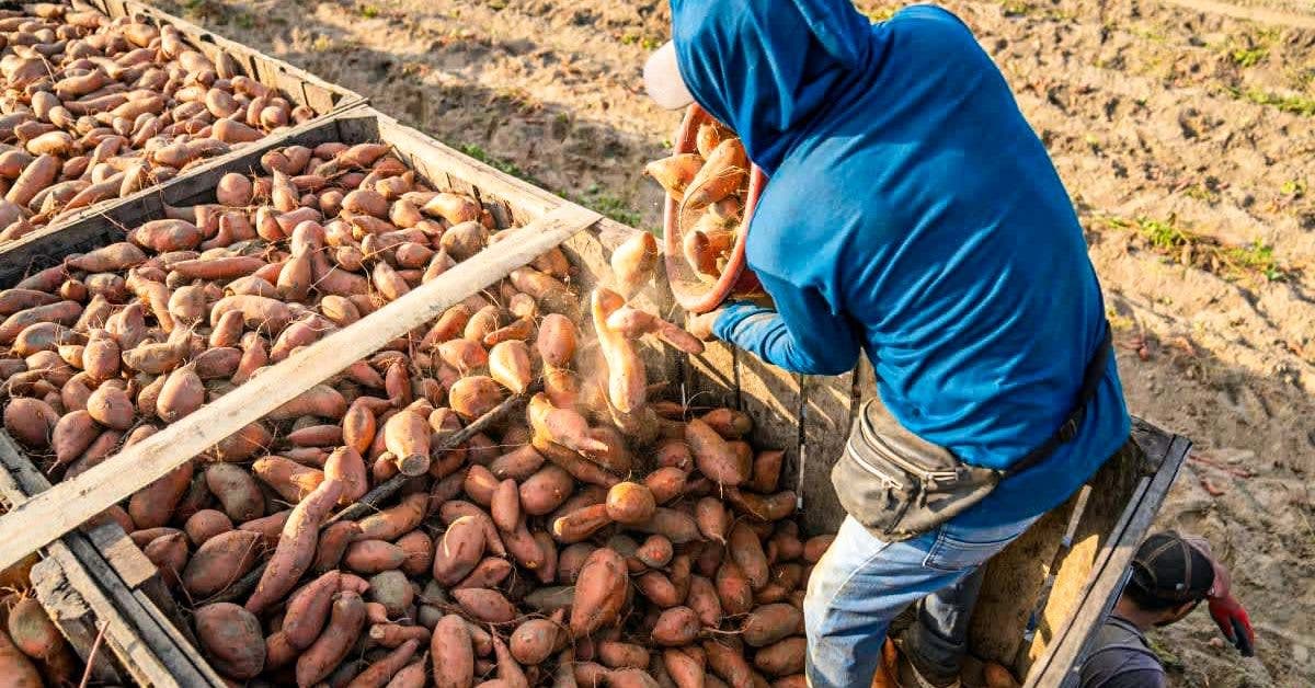 Isaiah Hofer : L’Agriculteur Canadien Qui a Sauvé des Familles avec 100 000 Sacs de Pommes de Terre