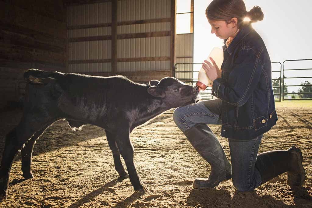 jeune fille qui nourrit son veau dans une grange