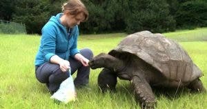 Jonathan, la tortue géante qui a traversé deux siècles d’histoire