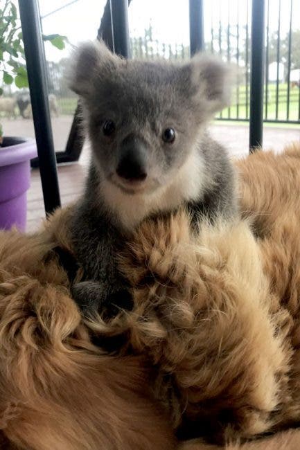 koala labrador