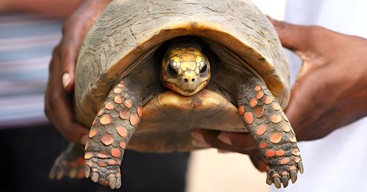 La Résilience des Tortues : L'Histoire de Manuela