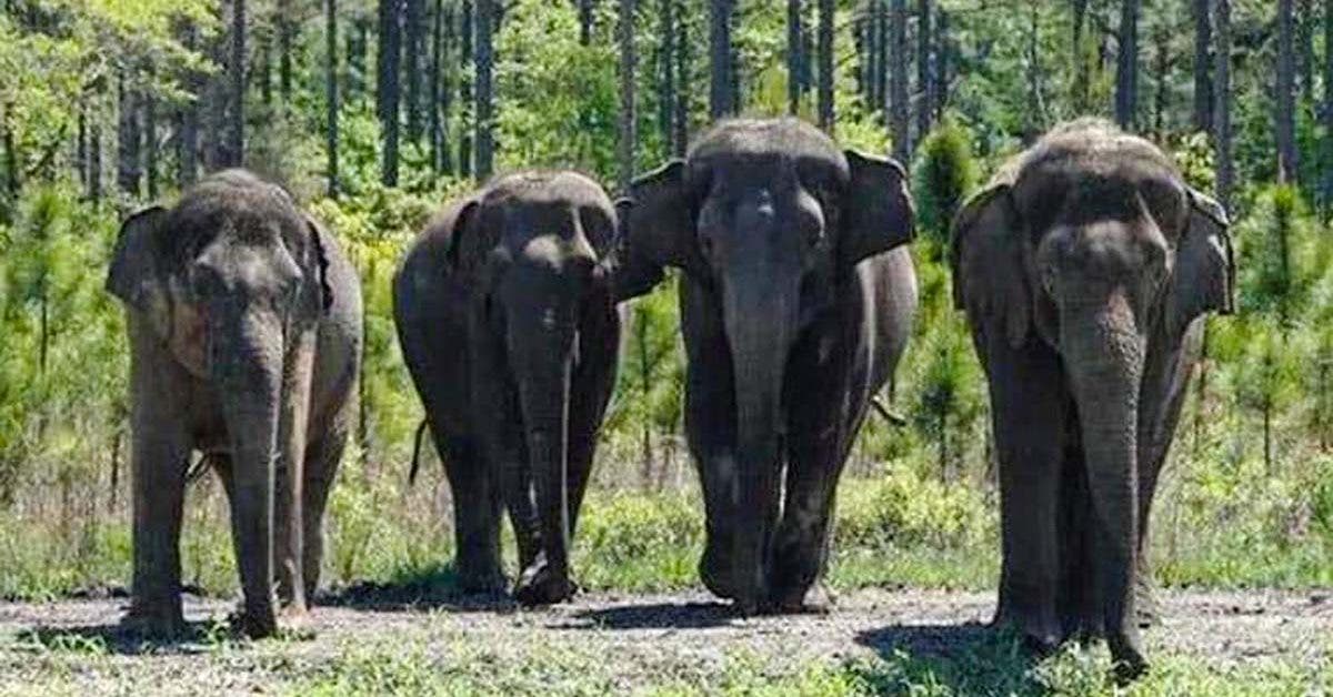 La retraite en Floride des anciens éléphants de cirque : une nouvelle vie en liberté