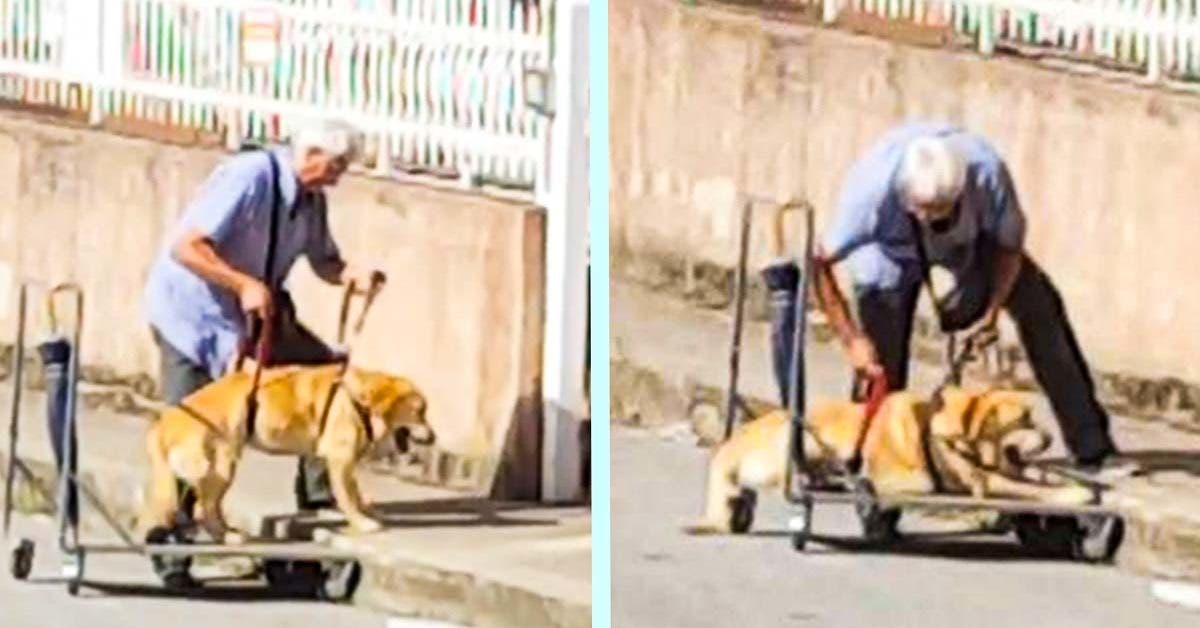 L'amour inconditionnel d'un homme pour son chien handicapé