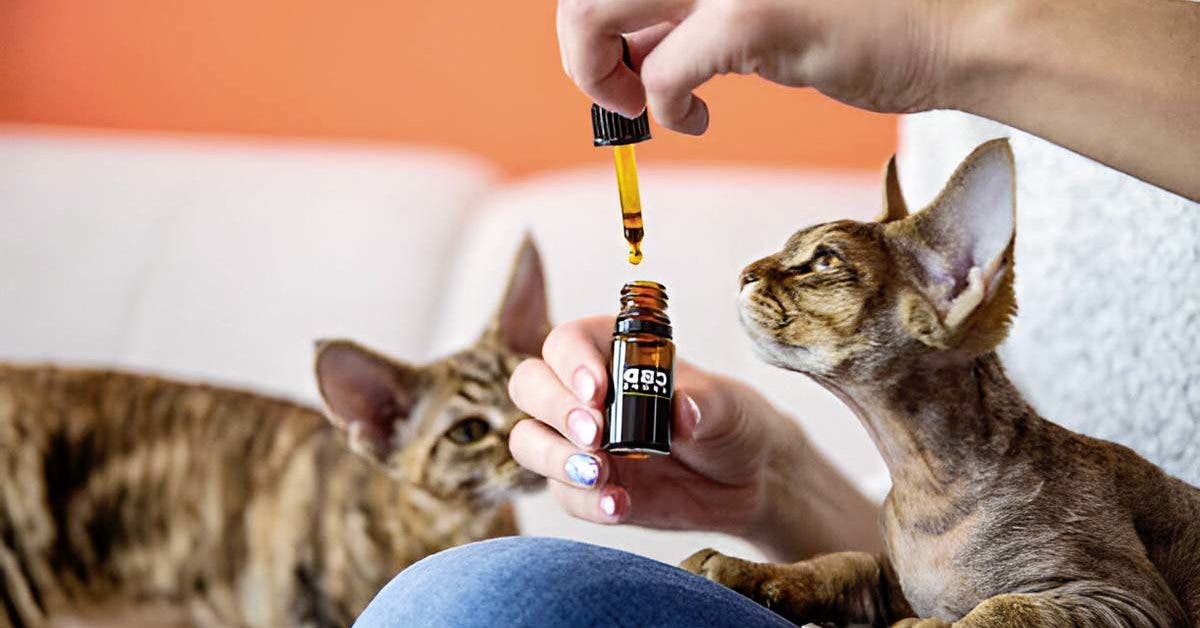 Le CBD pour le bien-être des chiens et chats