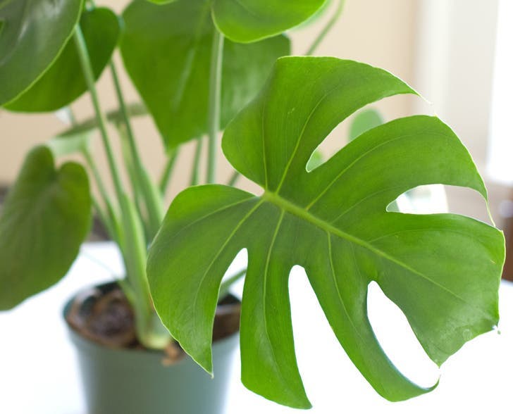 le philodendron