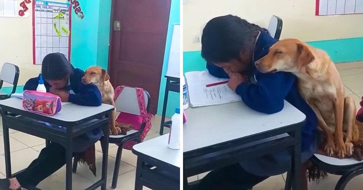 L'empathie canine en action : comment un chien aide une écolière à se concentrer