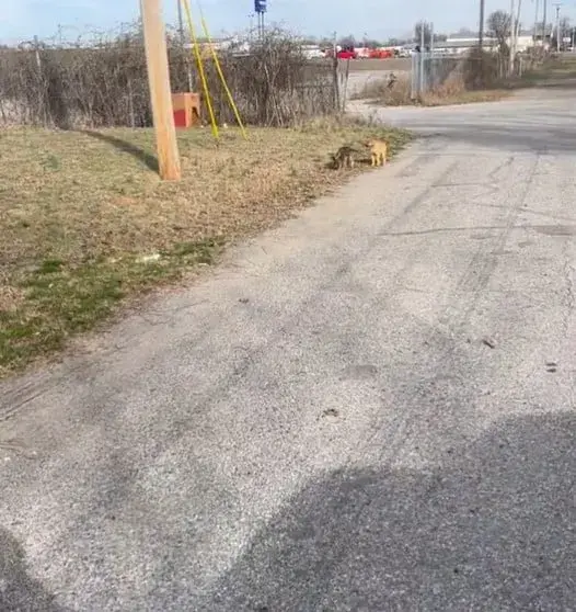 les deux chiots au bord de la route