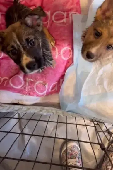 les deux chiots viennent de prendre un bain