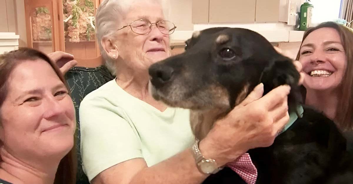 L'histoire réconfortante de Scout : un chien de refuge trouve sa maison