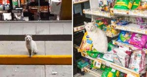 L’histoire touchante de Conejo : Le chat errant qui a trouvé un foyer grâce à sa Ruse