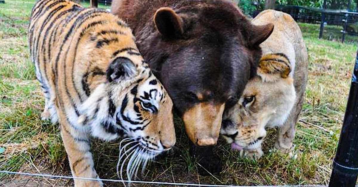 L'incroyable amitié entre un lion, un tigre et un ours sauvés de la maltraitance