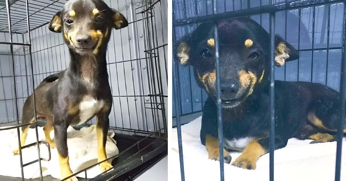 L'incroyable histoire de Cheech : Le chien au sourire qui a conquis le monde