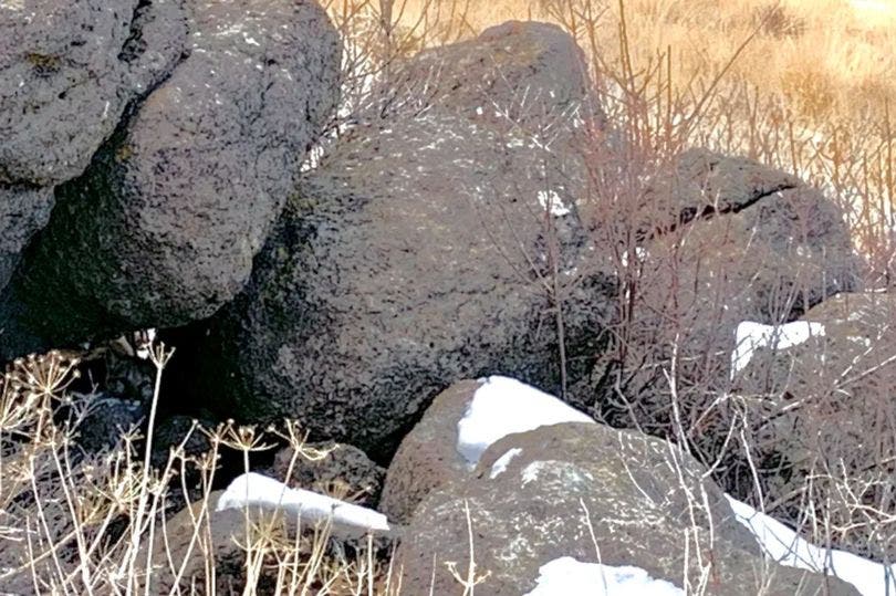 Etes-vous capable de repérer le lion caché sur cette photo ?