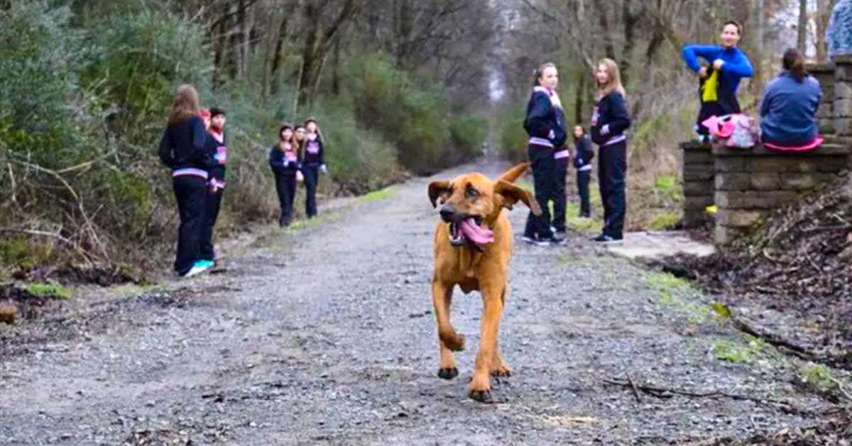 Ludivine, la chienne marathonienne par accident