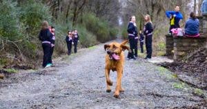 Ludivine, la chienne marathonienne par accident