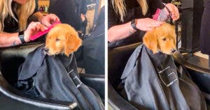 Luka, le chiot qui a charmé tout un salon de coiffure