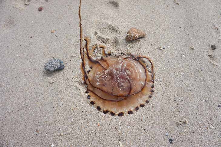 Une méduse sur le sable 