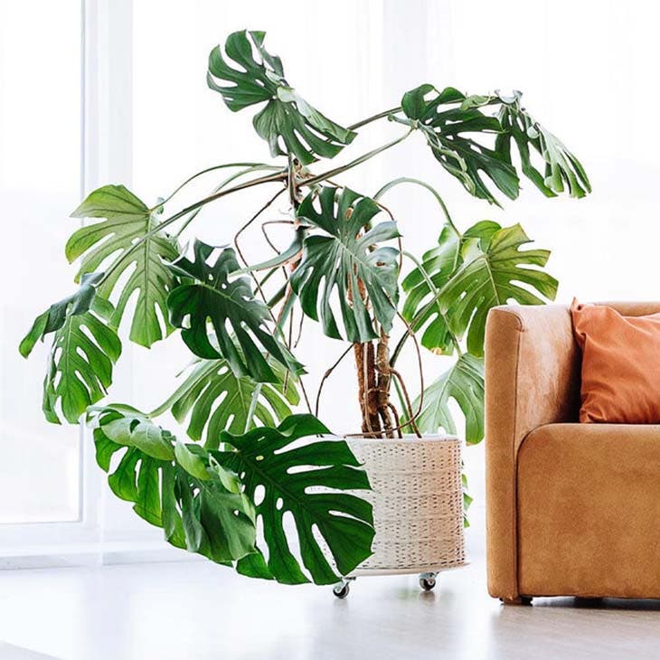 Le monstera - source : spm