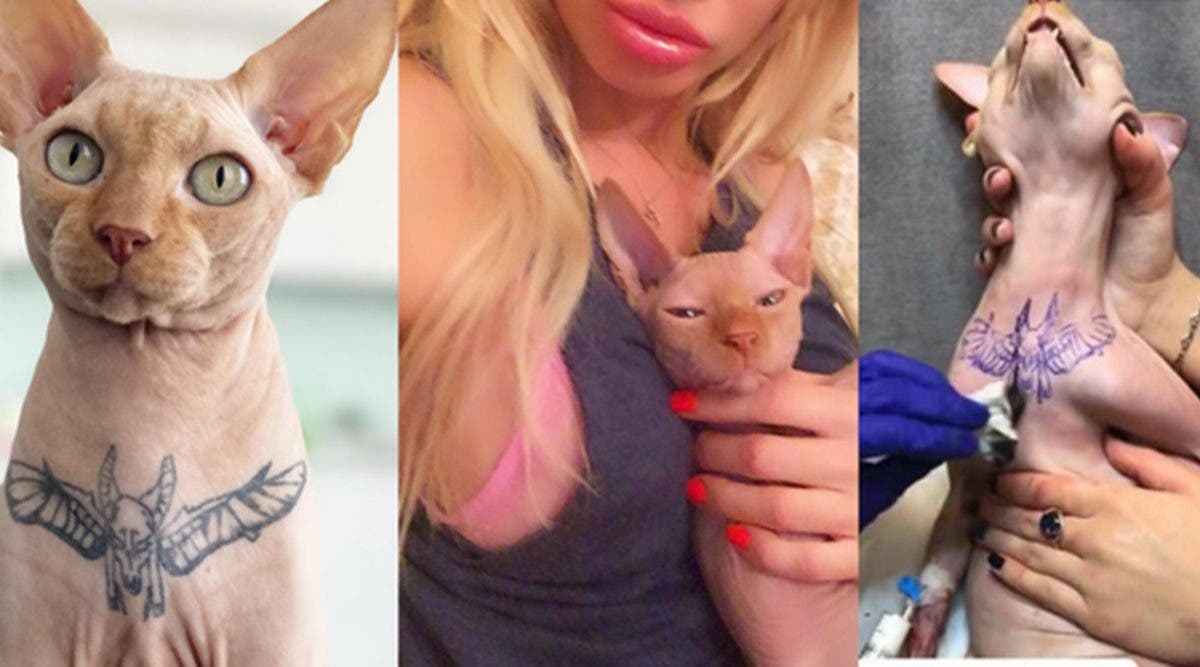 Non A La Maltraitance Contre Les Animaux Cette Influenceuse Fait Tatouer Son Chat Provoquant L Indignation Des Internautes