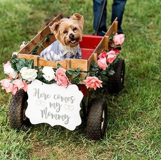 Le chien qui fait son entrée au mariage