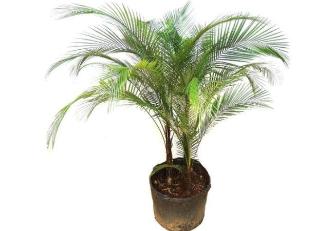 Très décoratif, le palmier brésilien a de longues feuilles