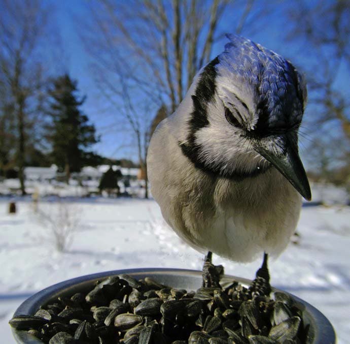 photos d’oiseaux1