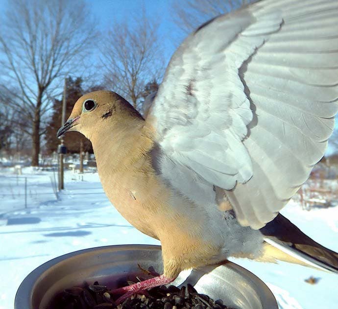 photos d’oiseaux11