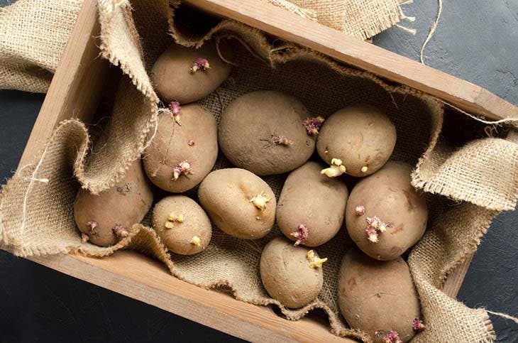 Des pommes de terre qui germent - source : spm