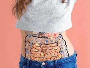 Équilibre intestinal : faut-il consommer des probiotiques ou des prébiotiques ?