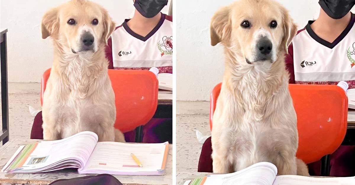 Quand un chien fidèle devient l'élève star d'une classe mexicaine