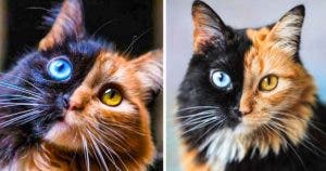 Quimera : La chatte a deux visages qui conquiert Instagram