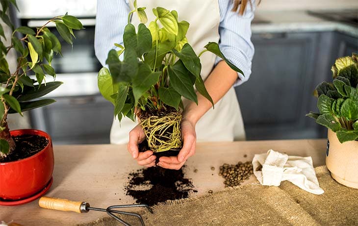 trasplantar las plantas