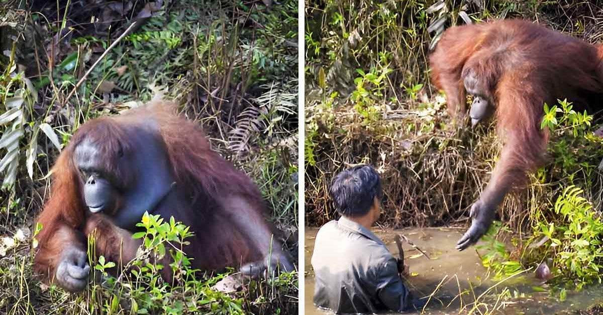Rencontre émouvante à Bornéo : Un orang-outan aide un garde forestier