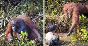 Rencontre émouvante à Bornéo : Un orang-outan aide un garde forestier