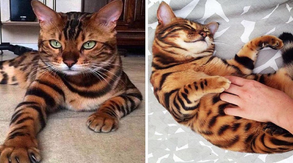 Rencontrez Thor Le Plus Beau Chat Bengal Au Monde