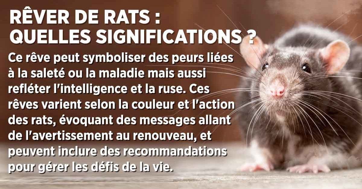 Rêver de rats : 13 différentes interprétations et significations