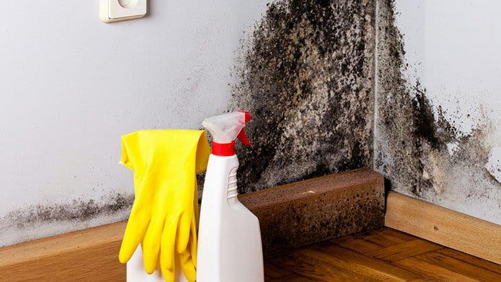 3 astuces pour éliminer la moisissure noire des murs
