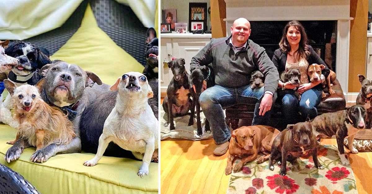 Un Amour Inconditionnel pour les Chiens : Chris et Mariesa et Leur Mission de Sauvetage