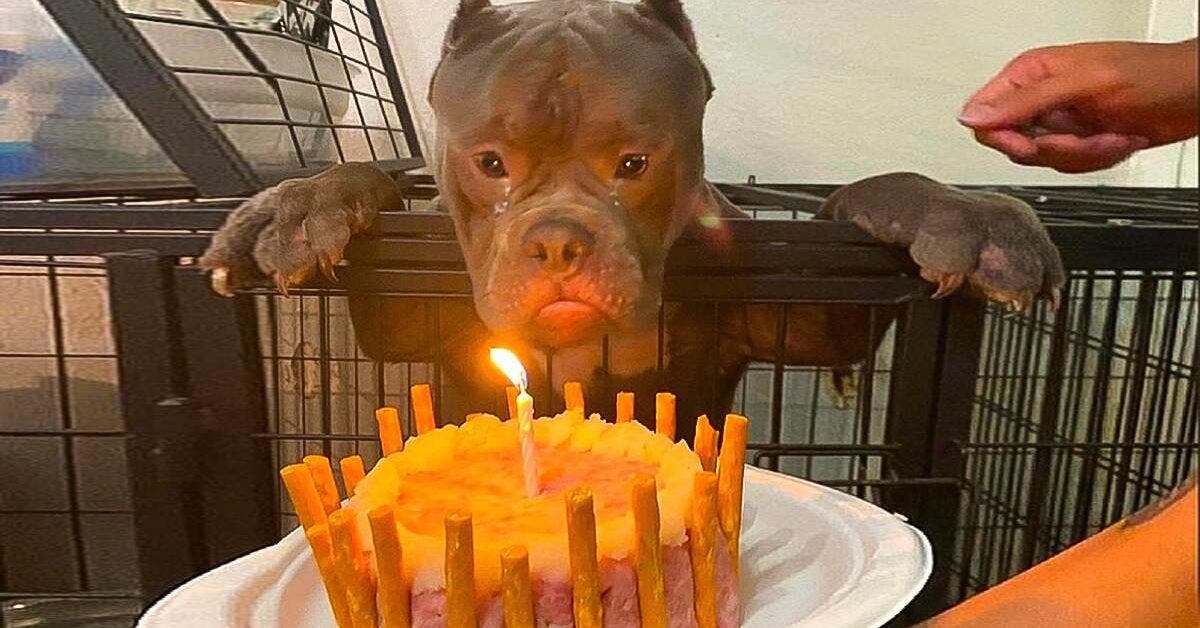 Un chien errant a versé des larmes de joie en célébrant son tout premier anniversaire au refuge pour animaux « Joyeux anniversaire »