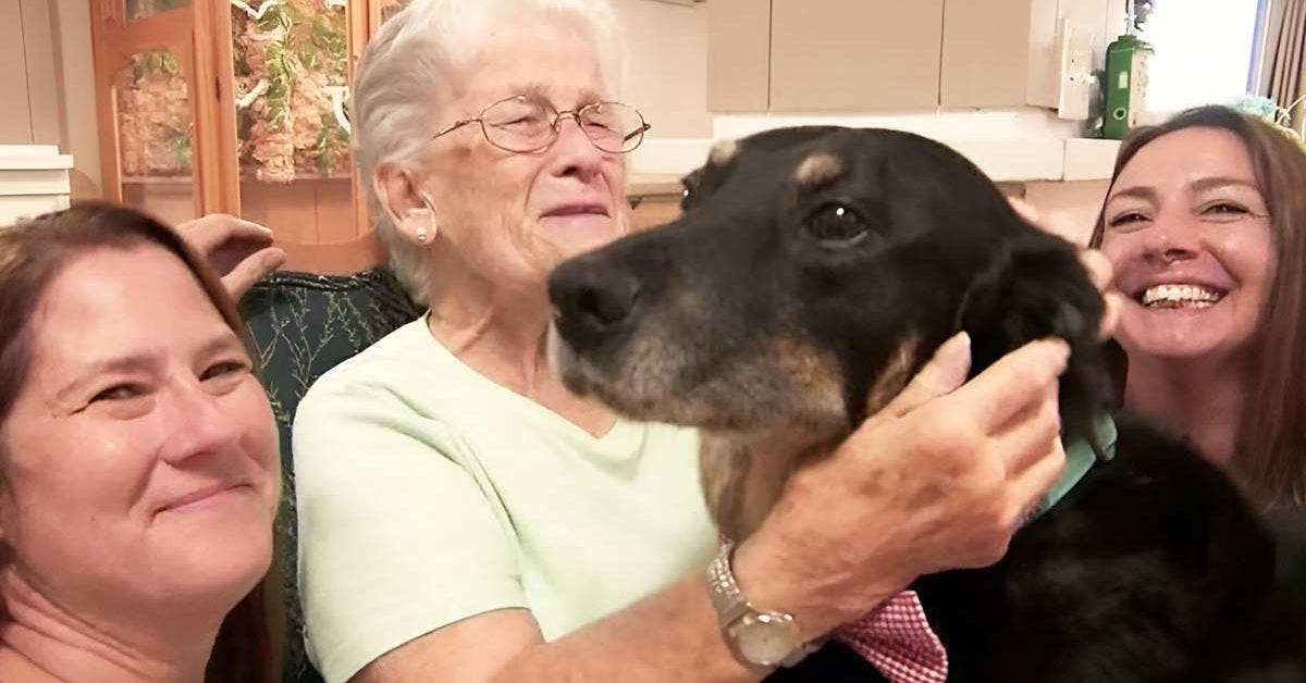 Un chien s’échappe chaque jour du refuge pour se rendre dans une maison de retraite pour passer du temps avec les retraités