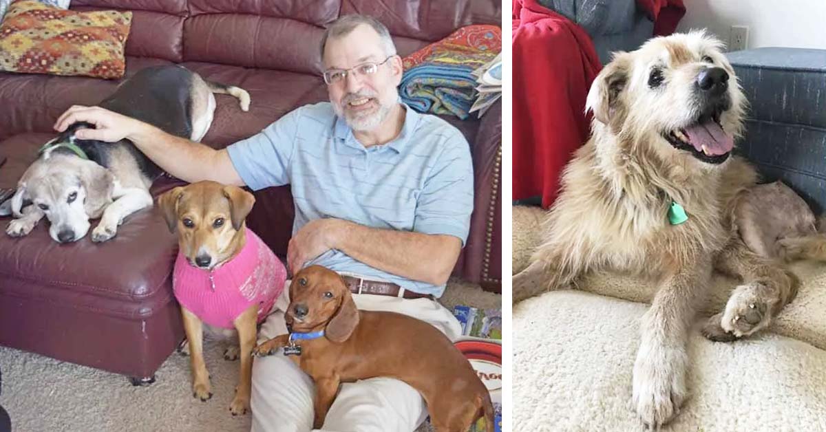 Un homme a créé un refuge pour les vieux chiens abandonnés et où il leur donne de l'amour « Il mérite nos applaudissements »