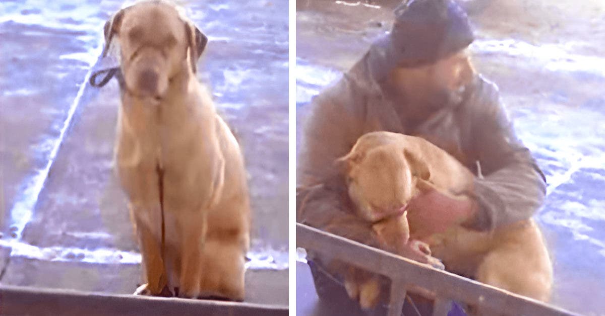 Un homme trouve un chien frissonnant de froid et décide de le prendre dans ses bras pour le réchauffer « il mérite nos félicitations »