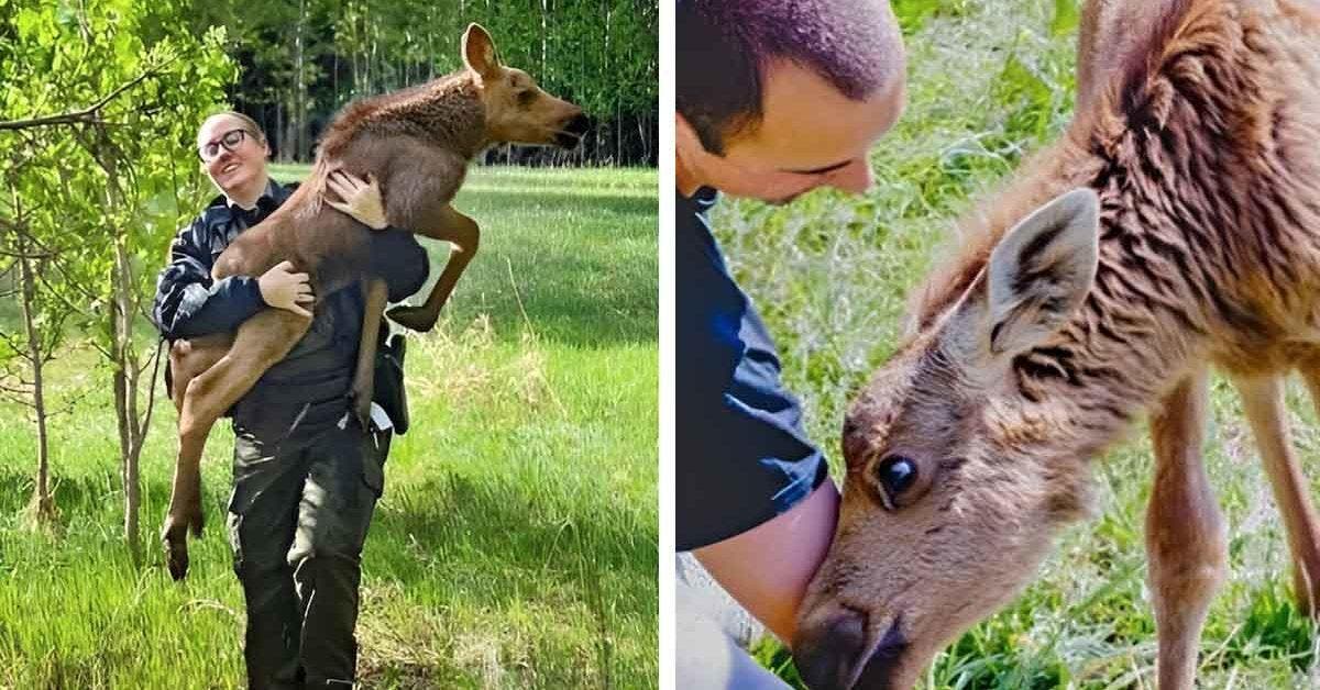 Un jeune homme a sauvé un élan et maintenant elle lui rend visite chaque jour « les animaux sont reconnaissants »