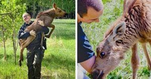 Un jeune homme a sauvé un élan et maintenant elle lui rend visite chaque jour « les animaux sont reconnaissants »
