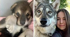 Un loup abandonné par sa mère a grandit avec une famille humaine et désormais il agit comme un chien